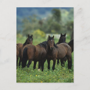 Vild Mustang Horses 3 Vykort