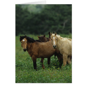 Vild Mustang Horses 4 Hälsningskort