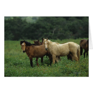 Vild Mustang Horses 4 Hälsningskort