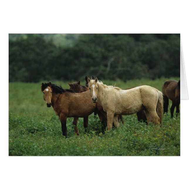 Vild Mustang Horses 4 Hälsningskort (Framsidan Horizontal)