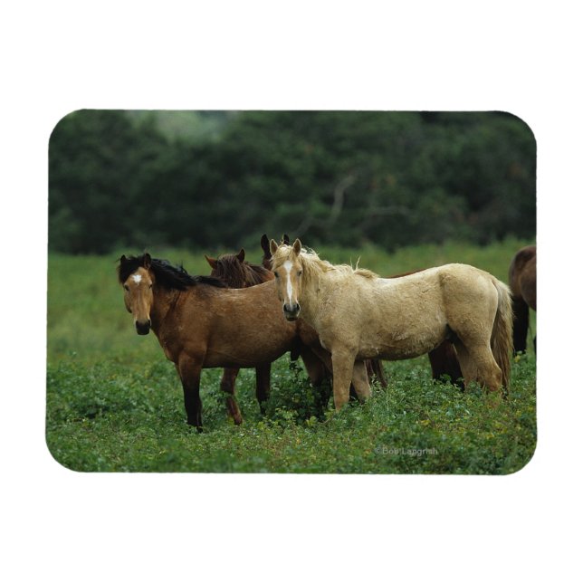 Vild Mustang Horses 4 Magnet (Horisontell)