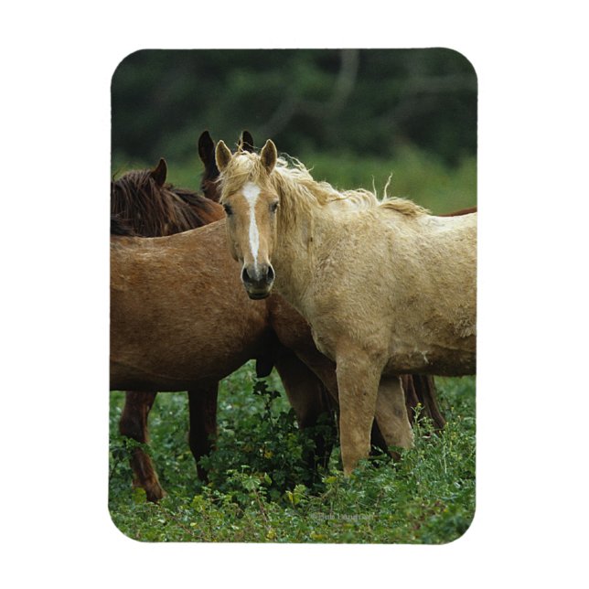 Vild Mustang Horses 4 Magnet (Vertikal)