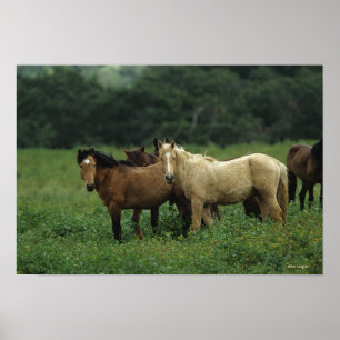Vild Mustang Horses 4 Poster