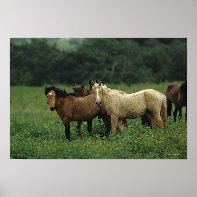 Vild Mustang Horses 4 Poster (Framsidan)