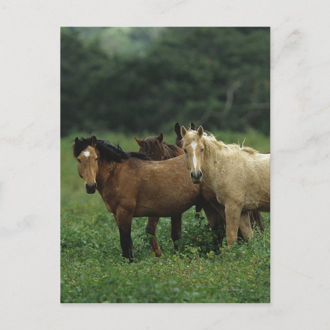 Vild Mustang Horses 4 Vykort (Framsida)