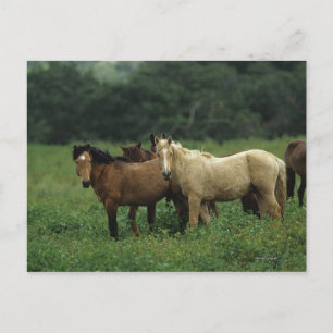 Vild Mustang Horses 4 Vykort