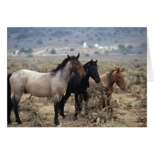 Vild Mustang Horses 5 Hälsningskort