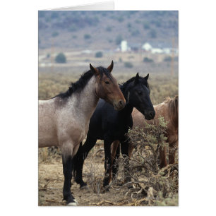 Vild Mustang Horses 5 Hälsningskort