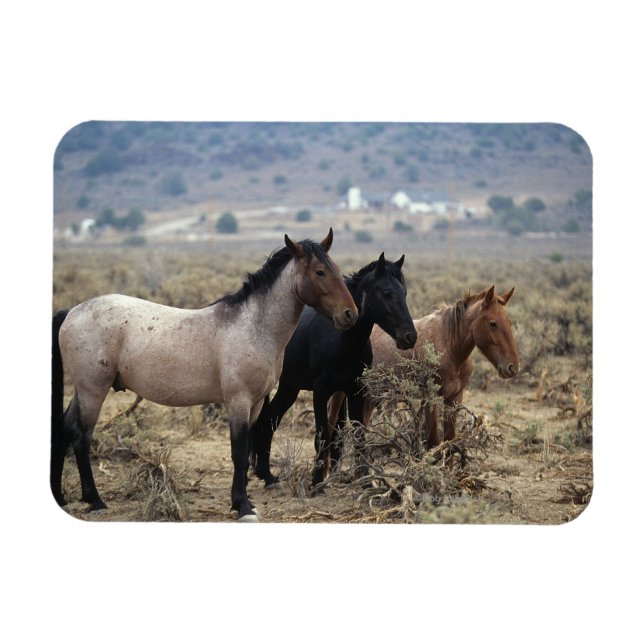 Vild Mustang Horses 5 Magnet (Horisontell)