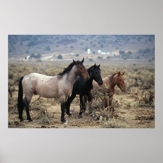 Vild Mustang Horses 5 Poster (Framsidan)