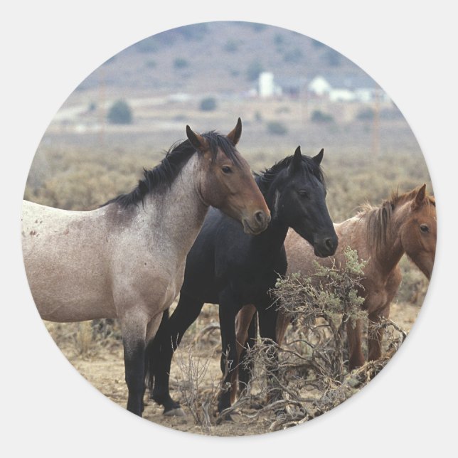 Vild Mustang Horses 5 Runt Klistermärke (Framsida)
