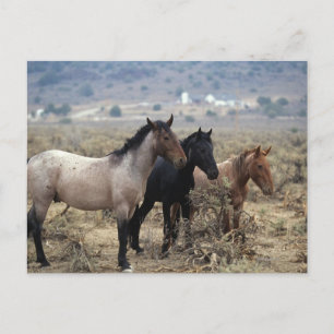 Vild Mustang Horses 5 Vykort