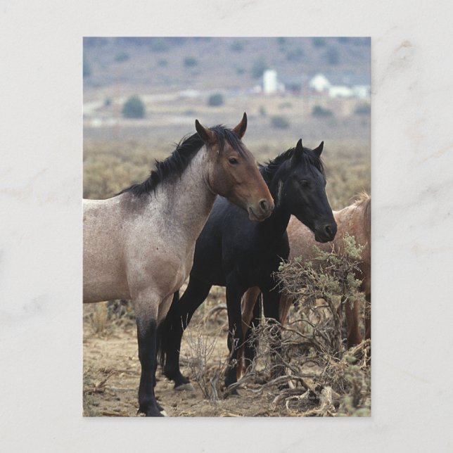 Vild Mustang Horses 5 Vykort (Framsida)