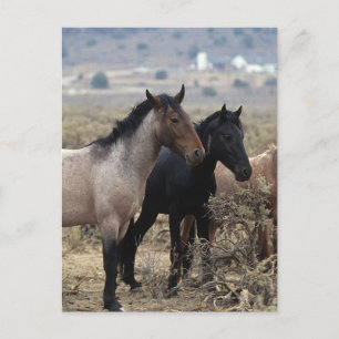 Vild Mustang Horses 5 Vykort