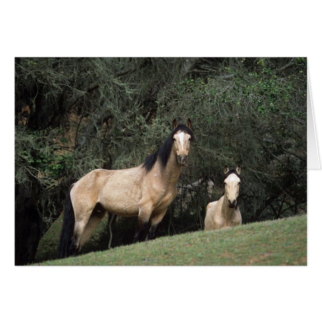 Vild Mustang Horses 6 Hälsningskort (Framsidan Horizontal)
