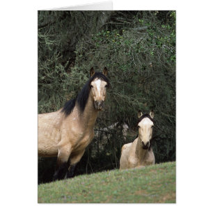 Vild Mustang Horses 6 Hälsningskort