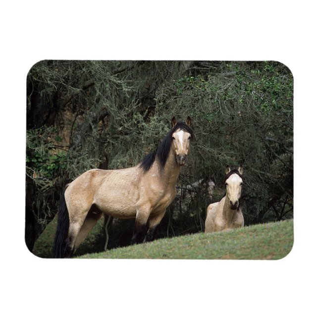 Vild Mustang Horses 6 Magnet (Horisontell)