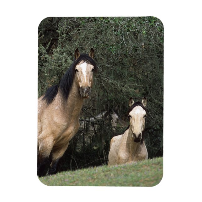 Vild Mustang Horses 6 Magnet (Vertikal)