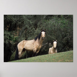 Vild Mustang Horses 6 Poster