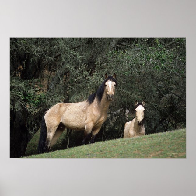Vild Mustang Horses 6 Poster (Framsidan)
