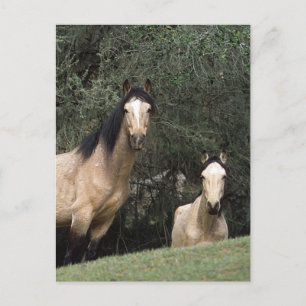 Vild Mustang Horses 6 Vykort