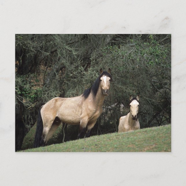 Vild Mustang Horses 6 Vykort (Framsida)
