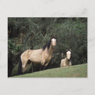 Vild Mustang Horses 6 Vykort