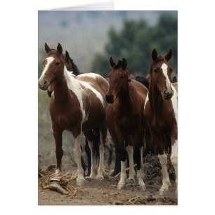 Vild Mustang Horses 7 Hälsningskort