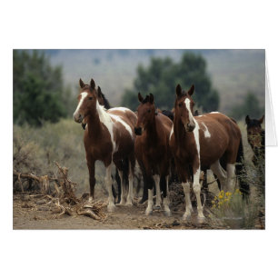 Vild Mustang Horses 7 Hälsningskort