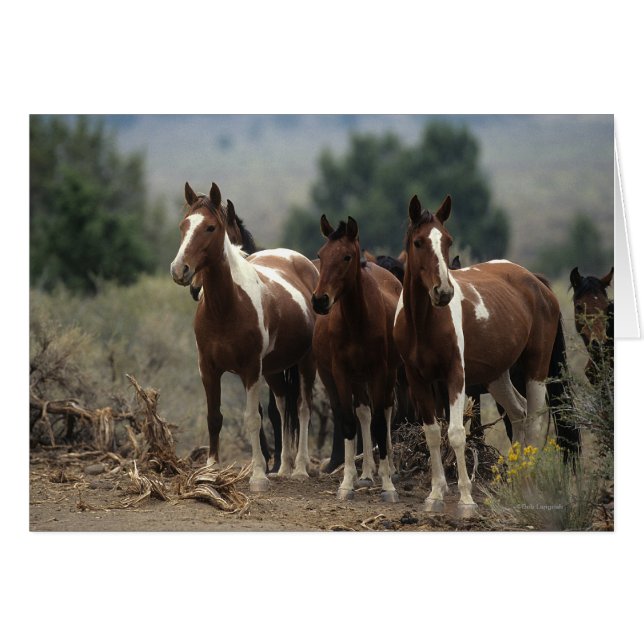 Vild Mustang Horses 7 Hälsningskort (Framsidan Horizontal)