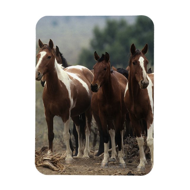 Vild Mustang Horses 7 Magnet (Vertikal)