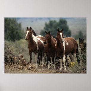 Vild Mustang Horses 7 Poster