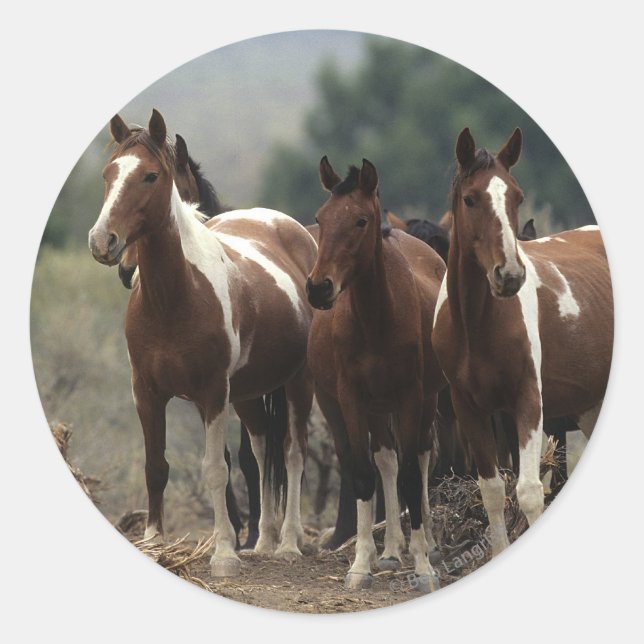 Vild Mustang Horses 7 Runt Klistermärke (Framsida)