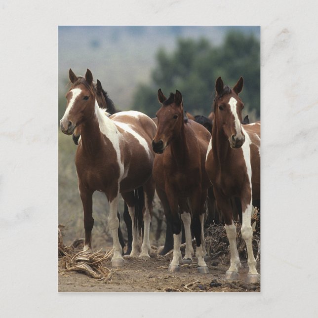 Vild Mustang Horses 7 Vykort (Framsida)