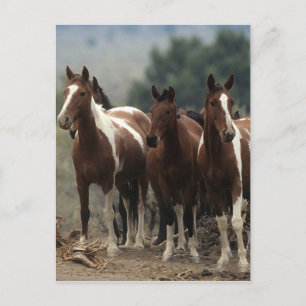 Vild Mustang Horses 7 Vykort