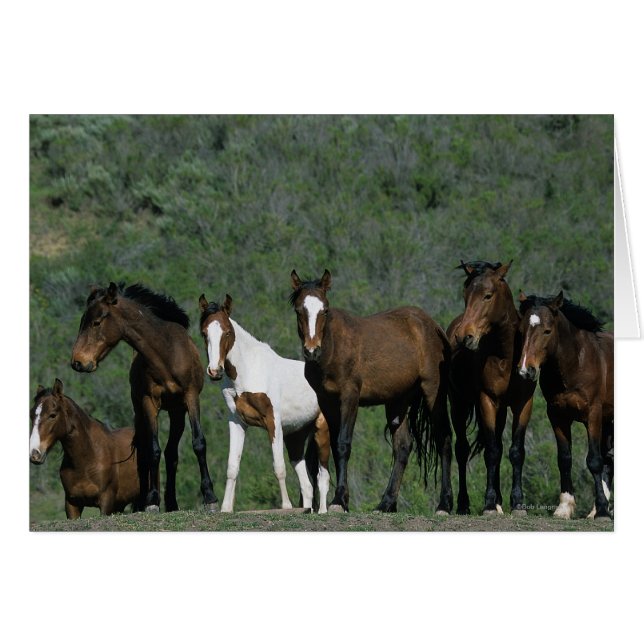 Vild Mustang Horses Group Hälsningskort (Framsidan Horizontal)