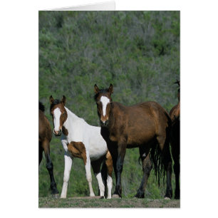 Vild Mustang Horses Group Hälsningskort