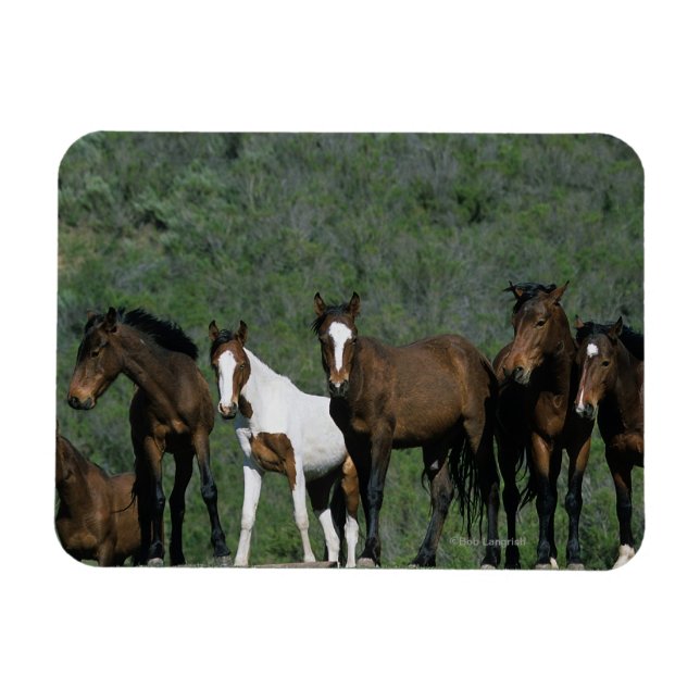 Vild Mustang Horses Group Magnet (Horisontell)