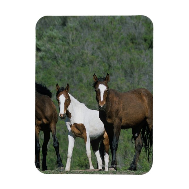 Vild Mustang Horses Group Magnet (Vertikal)