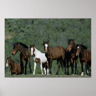 Vild Mustang Horses Group Poster