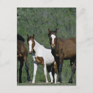Vild Mustang Horses Group Vykort