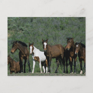 Vild Mustang Horses Group Vykort