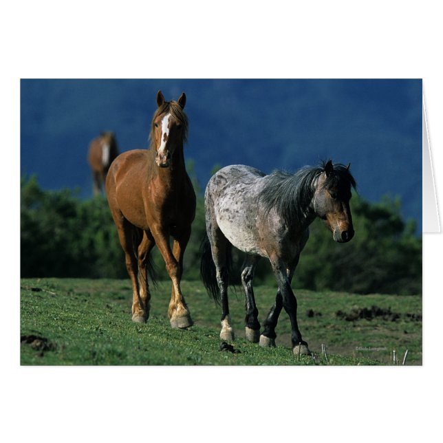 Vild Mustang Horses Hälsningskort (Framsidan Horizontal)
