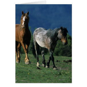 Vild Mustang Horses Hälsningskort