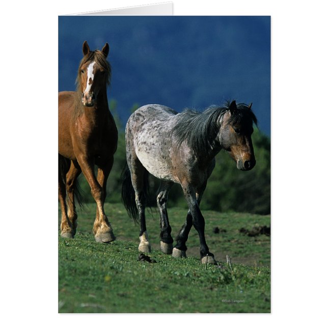 Vild Mustang Horses Hälsningskort (Framsidan)
