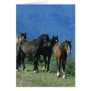 Vild Mustang Horses i bergen Hälsningskort