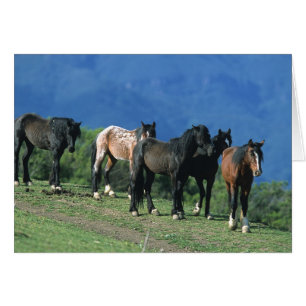 Vild Mustang Horses i bergen Hälsningskort