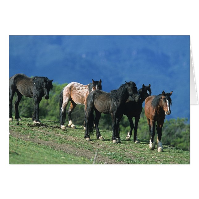 Vild Mustang Horses i bergen Hälsningskort (Framsidan Horizontal)