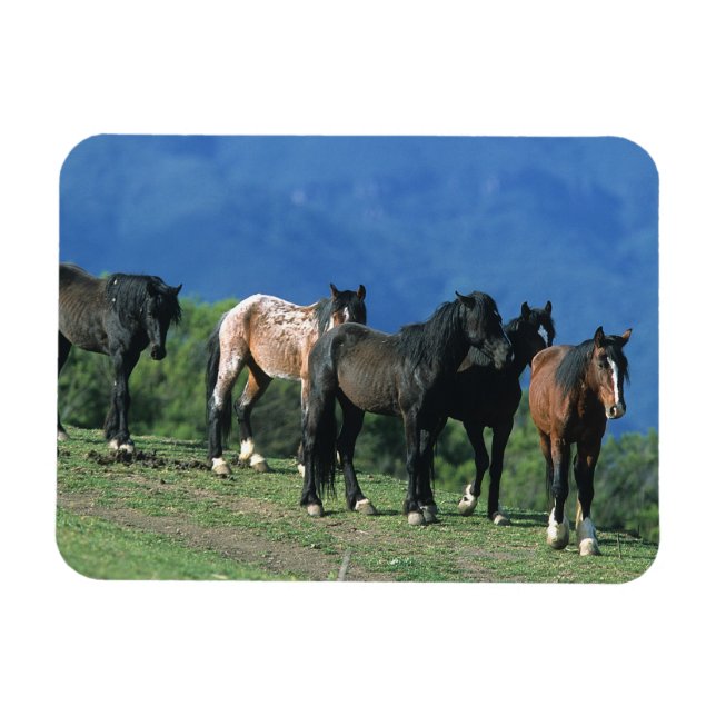 Vild Mustang Horses i bergen Magnet (Horisontell)