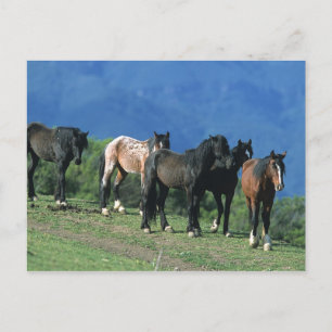 Vild Mustang Horses i bergen Vykort